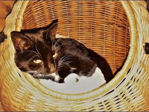 AMAZING cat running in SLO-MO