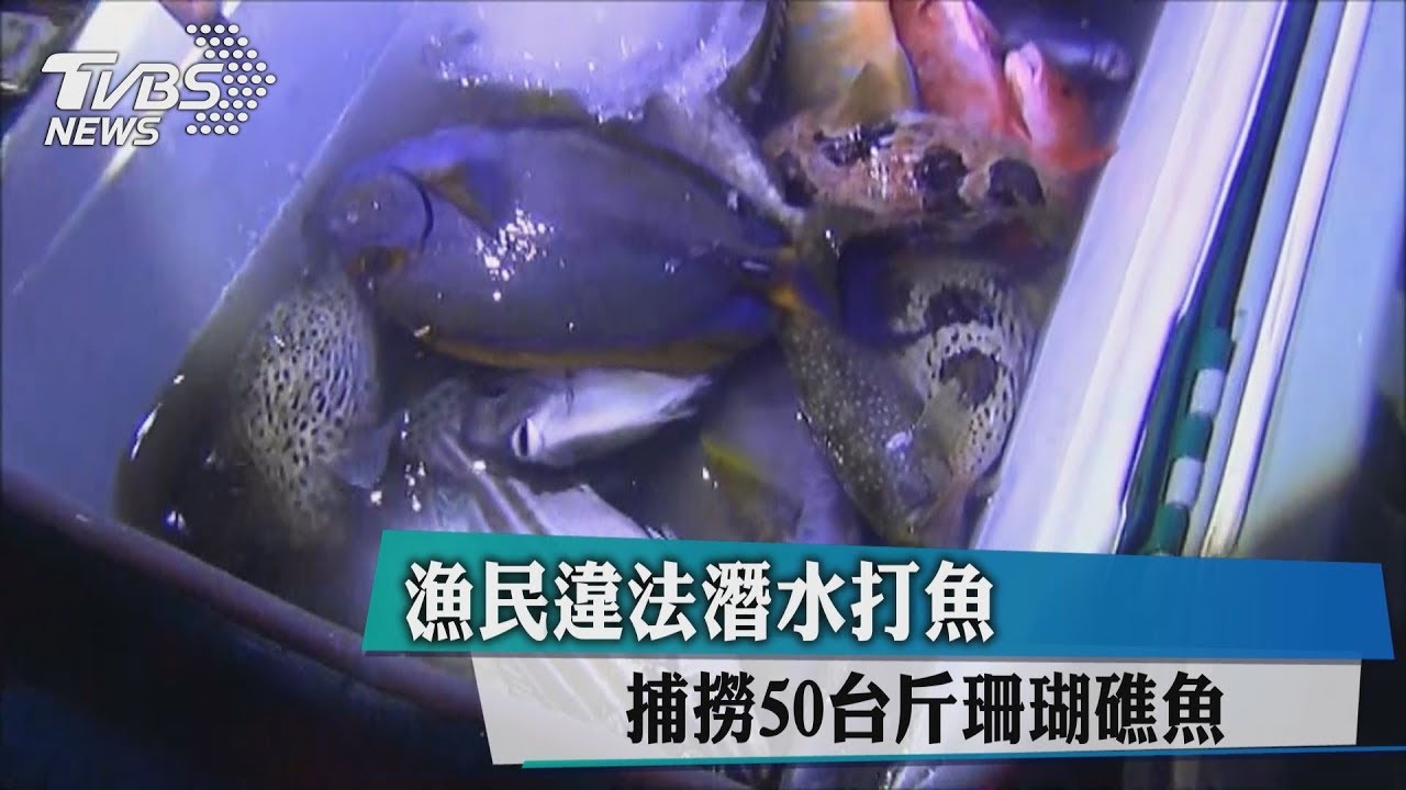 漁民違法潛水打魚　捕撈50台斤珊瑚礁魚