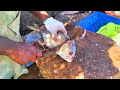 Trevally Fish Cutting பாறை மீன் Satisfied Video Nemo Fish Cutting ️