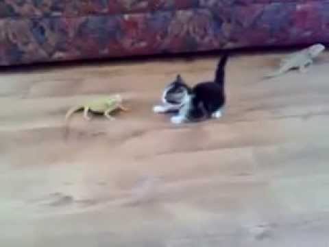 El Susto de su vida (Gato)