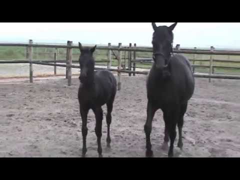 secret x chippendale