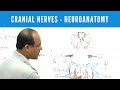 Cranial Nerves | Neuroanatomy