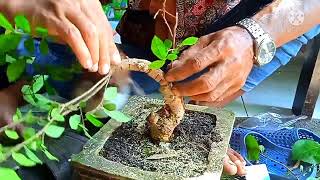 Download lagu TIPS UNTUK PEMULA.... MENEKUK BAKALAN SERUT BATANG BESAR mp3