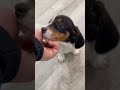 Miniature Dachshund dogs for sale: Betsy - Video 1