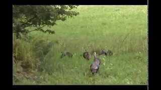 preview picture of video 'Turkeys on Moore Hill.wmv'