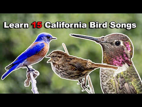 Learn The 15 Most Common California Birds & Songs