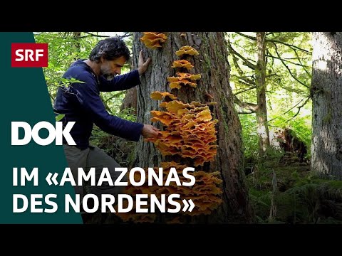Bärenforscher Reno Sommerhalder im Urwald von Alaska | Doku | SRF Dok
