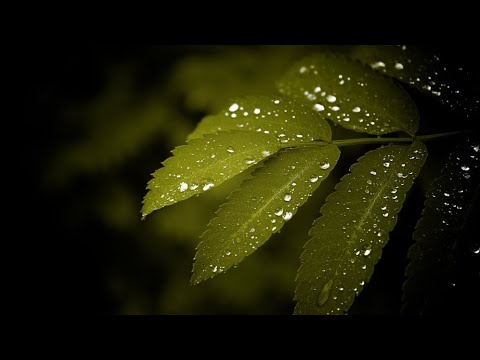 IPhone 11 Pro Max vs Motorola one zoom Camera Test