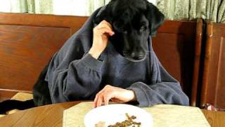 Black Labrador Retriever at Kitchen Table-Silly Dog