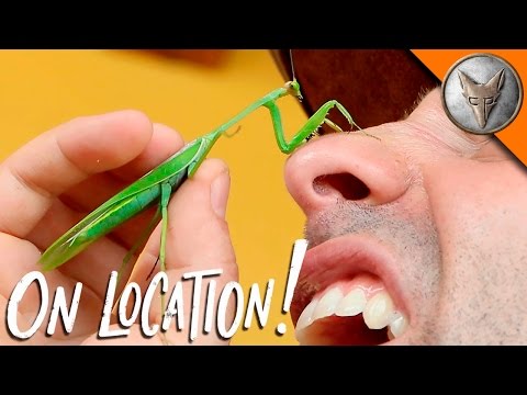 download lagu mp3 mp4 Can Praying Mantis Bite, download lagu Can Praying Mantis Bite gratis, unduh video klip Can Praying Mantis Bite