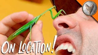 Mantis Karate Chops My Nose!