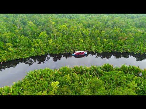 UNFORGETTABLE Jungle River Adventure in Tajung Puting , Borneo | Things to do in Indonesia 2025