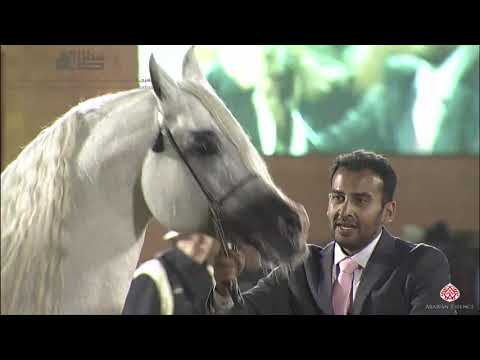 N.320 AL KHATAB al thani - 2020 PSAIAHF Al Khalediah Show - Stallions 10+ Years Old (Class 12)
