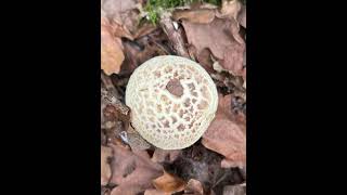 Live Folkolorit Ptení 26.10.2024 - Semanín