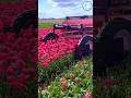 MODERN FLOWER PICKING AGRICULTURAL MACHINERY Satisfying Shortsvideo