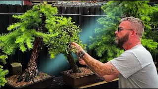 Fertilizing And Foliage Feeding My Bonsai Trees