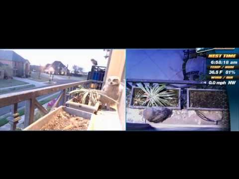 Malaya's perfect fledge 6:47 am 4-4-15