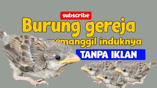 Download lagu MASTERAN BURUNG GEREJA MEMANGGIL INDUKNYA COCOK BUAT MIKAT mp3