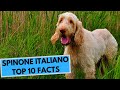 Spinone Italiano - TOP 10 Interesting Facts