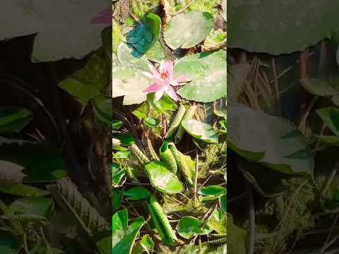 FollowI'l/agnik, Babul Supriyo⚫ Hamne Tumko Dil 🙏🙏🙏🙏