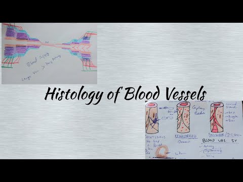 Histology of blood vessels, laiq hussain