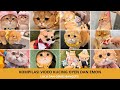 Kompilasi Tingkah Lucu Kucing Oyen Emon Bikin Ngakak Setiap Detik