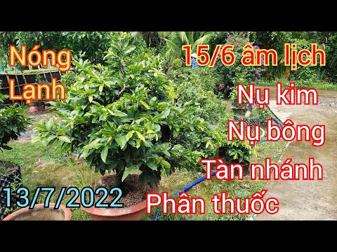 15/6 âm lịch nụ kim trở thành nụ bông thời tiết nóng  lạnh cho mai vàng chơi tết 📞0706645935 ngói