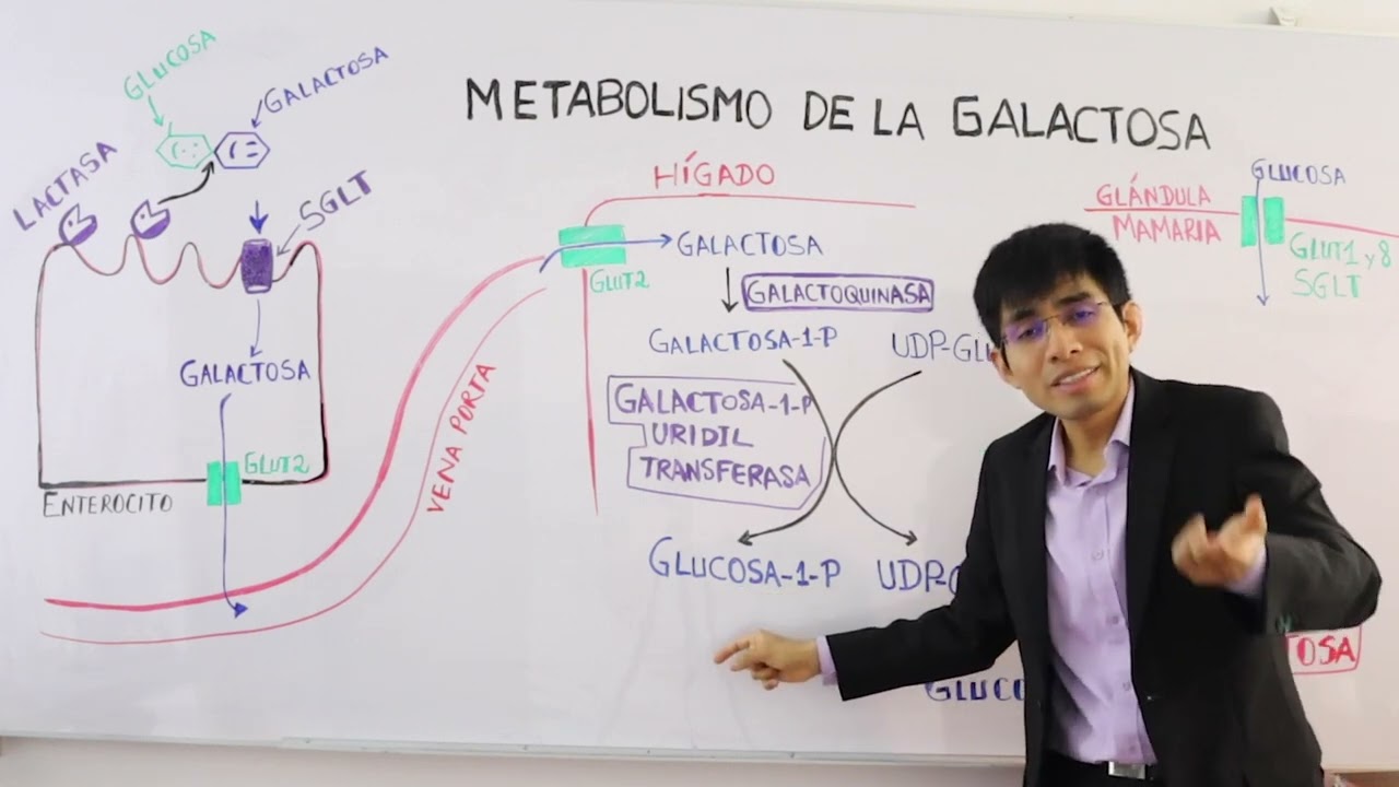 Metabolismo de galactosa  | vía de Leloir