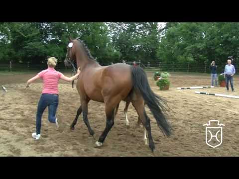 OH011CH Hengstfohlen von Colman - Corrado I - Lord