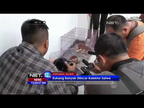 Warga Pontianak Kembalikan Kukang ke BKSDA - NET12