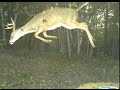 Craziest Trail Cam Pictures Ever Captured