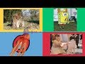 Phonics Song Kidzstation