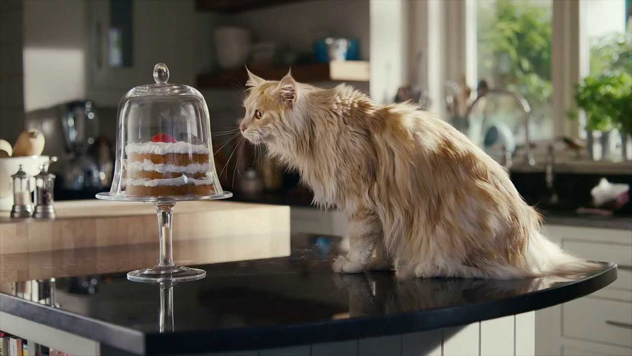 O2 Refresh - Be more dog