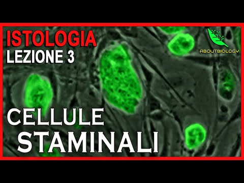 CELLULE STAMINALI e DIFFERENZIAMENTO CELLULARE   -Istologia Lezione 3