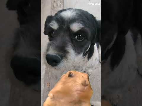 Esomi perrita cumple tus deseos para ti y tu familia de mi parte que te amo mucho mi vida hermosa