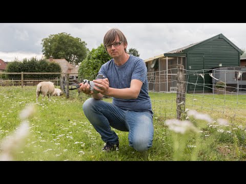 WHZB/TBOTB 2019 Winners - 1st Acepigeon Short Distance: Peter Voskamp, Deventer (with English subs)