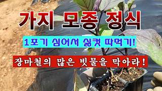[텃밭농부 2,232]  가지 모종 정식. 한포기 키워서 싫컷 따먹기! #가지재배