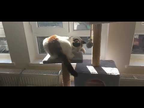 #KIYMETLİ #KEDİMİZ #NAZLI  🐾#cats     #cat #pati #patilidostlar #keşfet #keşfetteyiz