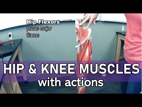 Hip and Knee Muscles (labeled and with actions)