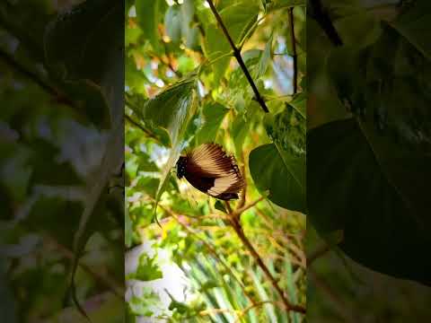 Romania's Hidden Gem: A Butterfly Haven in Praid