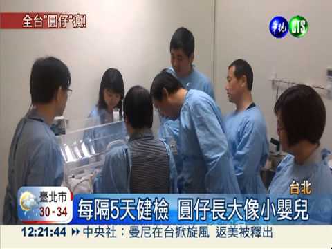 外媒也瘋狂! 圓仔乖巧做健檢