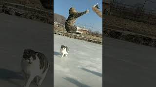 Download lagu kucing lucu yang pintar melompat mp3