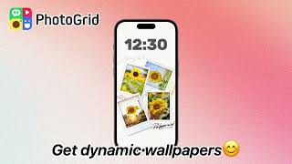 PG EN 壁纸 241015 阳光向日葵动态 视频 16：9