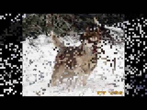 Snow dogs- Perros nórdicos en la nieve