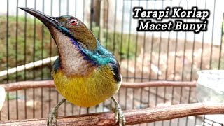 Download lagu kolibri kelapa | manggar | wiceh | terapi korlap malas bunyi dengan suara air dan ocehan gacor mp3 Download lagu kolibri kelapa | manggar | wiceh | terapi korlap malas bunyi dengan suara air dan ocehan gacor mp3