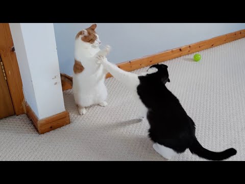 Cats Play Fighting | Slow Motion | 4K 120fps