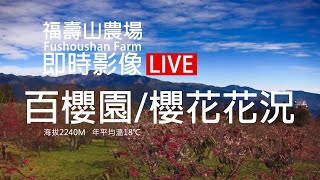 福壽山農場 - 百櫻園