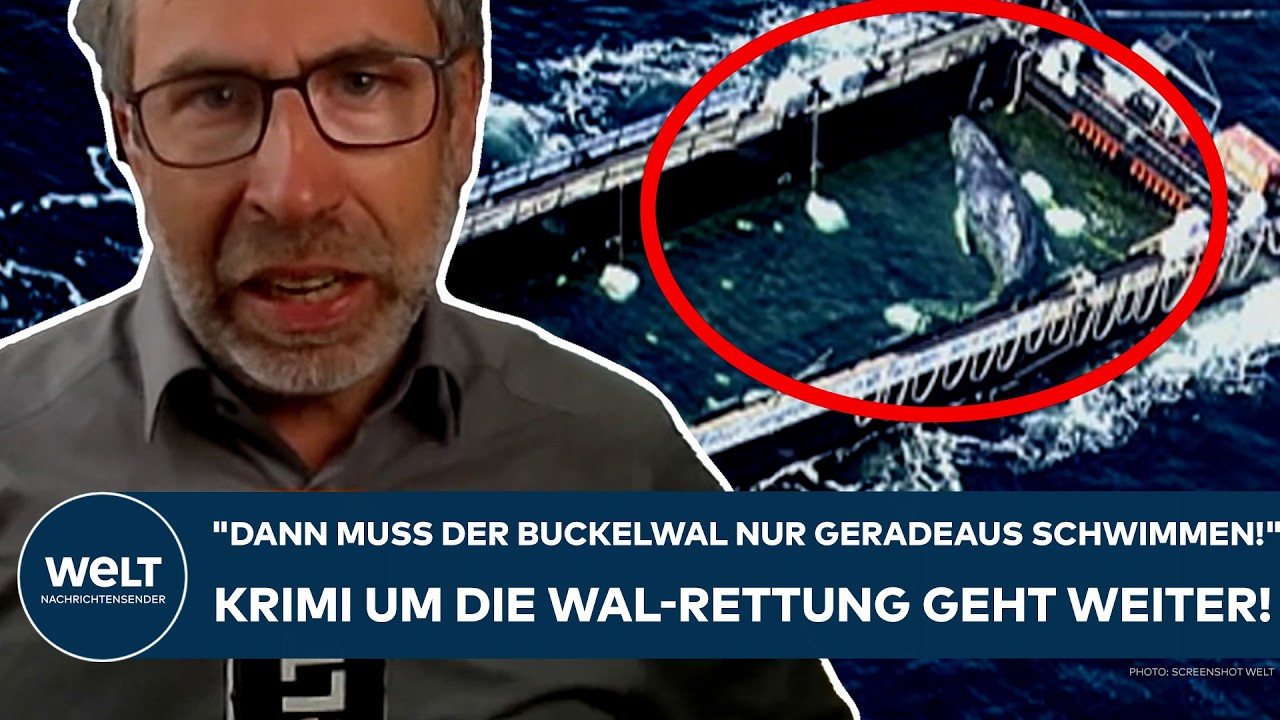 TIMMY: Krimi um den Buckelwal! "Wo das passieren wird, wird geheim gehalten!" So läuft die Rettung!
