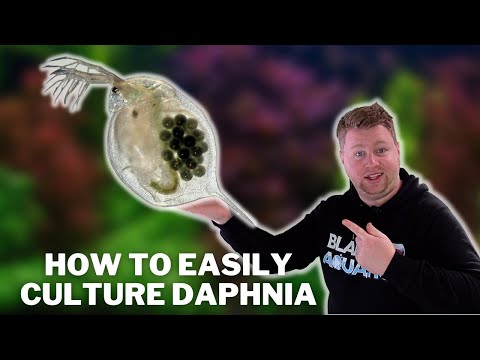 Great Live Fish Food! - How to Easily Culture Daphnia / Water Fleas and What to Avoid