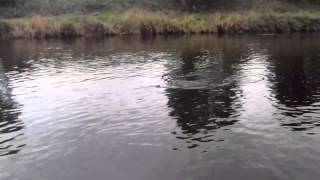 Catching Salmon On The Blackwater (Munster) Ireland. Forgot My Landing Net!